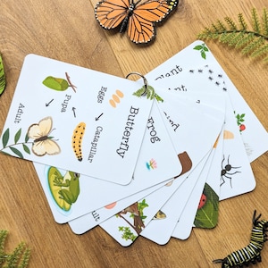 May include: Educational flashcards on a metal ring, illustrating a butterfly life cycle, a frog, and insects. The cards are on a wooden surface, with toy insects and a butterfly. Measurements are not applicable.