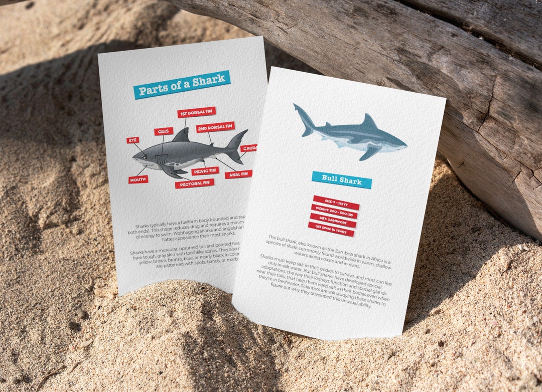 Shark Study Pack - Learning Resource Plus Flash Cards - Biology ...