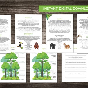 Rainforest Layers Activity Fact Pack - geography educational printable