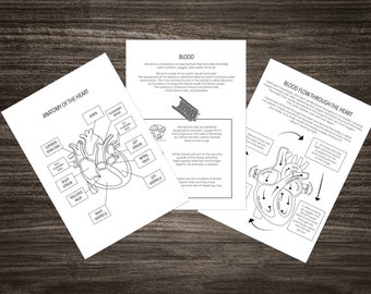 Heart Circulatory System Study Pack: Biology Educational Resources (Digital Download)