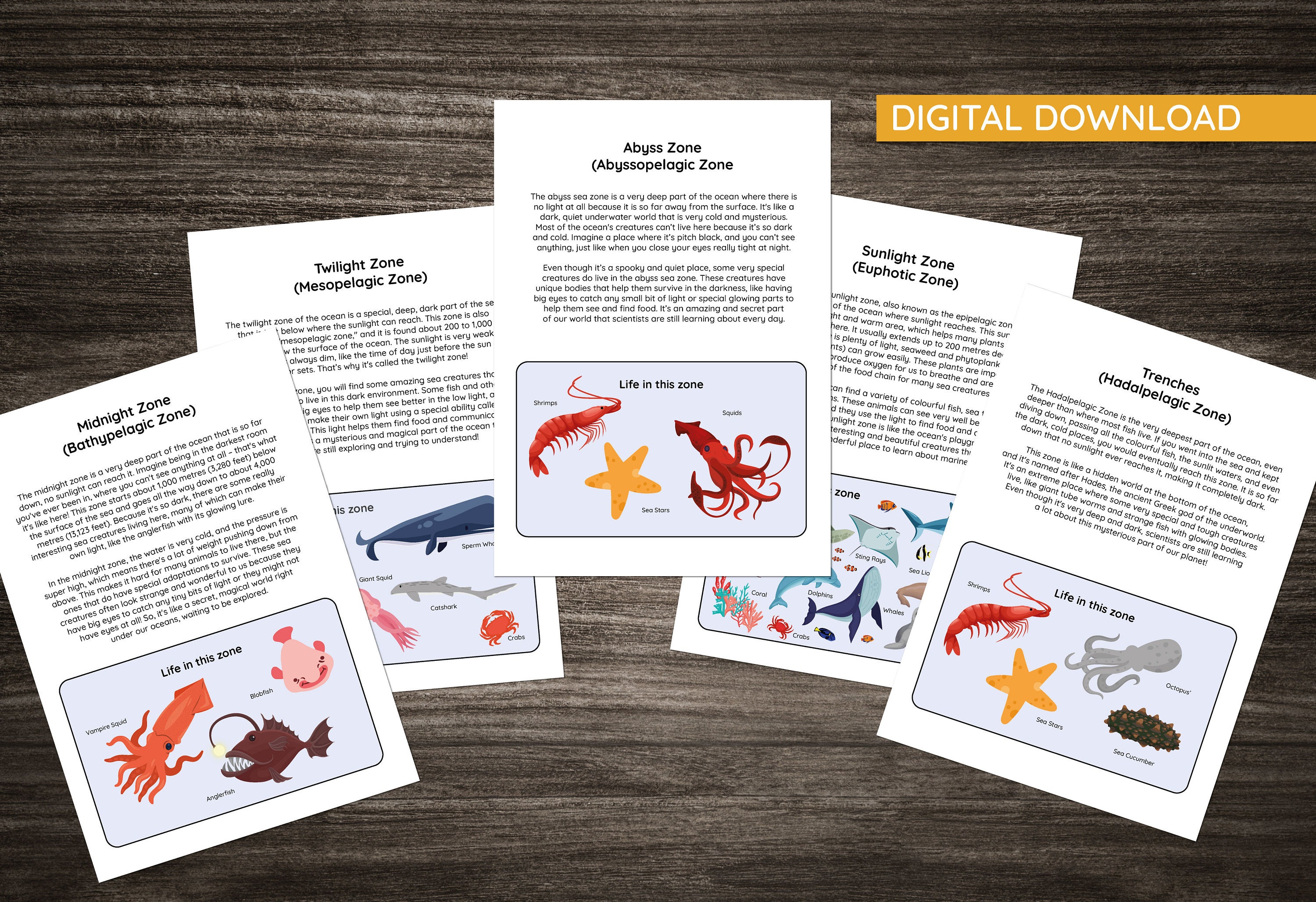 Ocean Zones Learning Pack: Educational Geography & Biology (digital ...