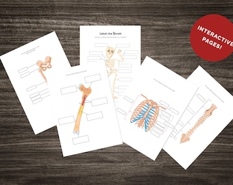 Skeletal System Study Pack: Biology & Science Learning (Digital Download)