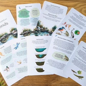 Op de afbeelding: Een verzameling educatieve kaarten op een houten oppervlak. De kaarten bevatten illustraties van het leven in de vijver, waaronder vissen, vogels en insecten. Tekst op de kaarten bevat de titel "My study pack on Ponds" en andere educatieve informatie. De kaarten zijn wit met kleurrijke illustraties.