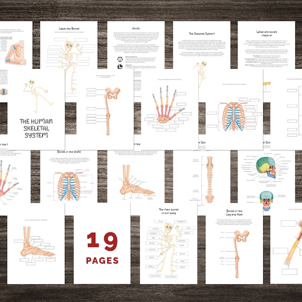 SKELETAL SYSTEM & BONES Study Pack - Biology - Science - Instant Digital Download learning - Cut out skeleton