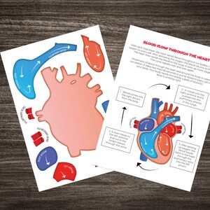 Heart Circulatory system Labelling Cut Out Model -  Science / Biology Activity Sheet - Instant digital download