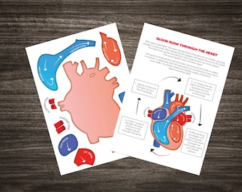 Heart Circulatory system Labelling Cut Out Model -  Science / Biology Activity Sheet - Instant digital download