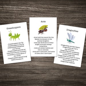 Natuurinsect minibeest insect feitenflitskaarten - 20 kaarten - wetenschap - bosschool - directe download - DIGITAAL* leermateriaal