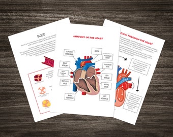 Heart & Circulatory System Study Pack: Kids Biology (Digital Download)
