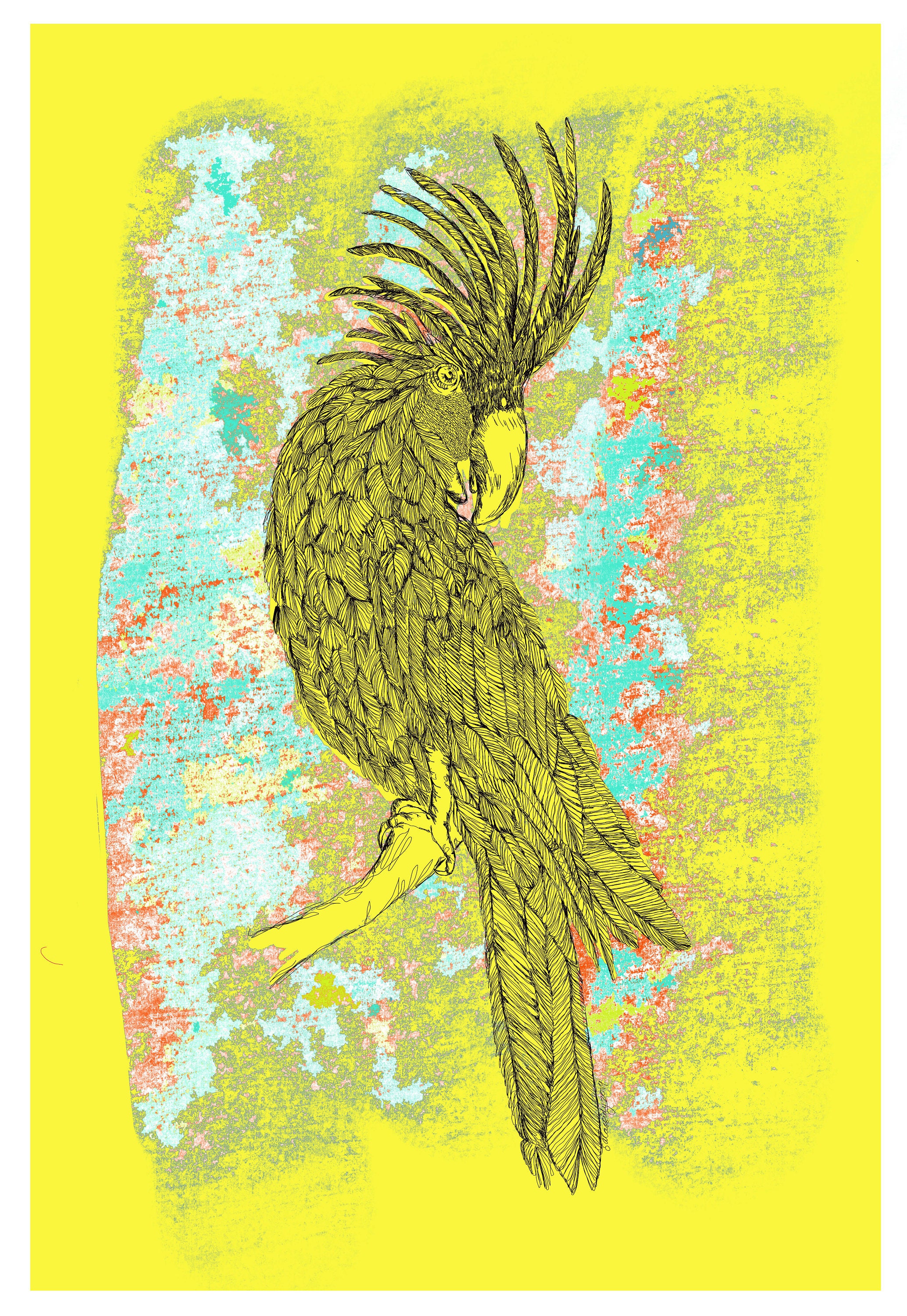 cockatoo drawing cockatoo drawing