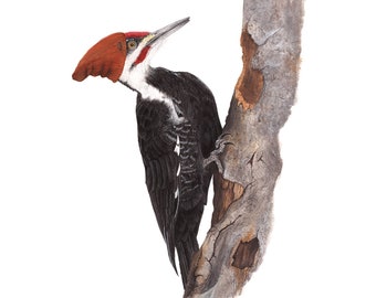 No.29 - "Pileated Woodpecker with Slouch Beanie" - high-quality 8x10" giclée fine art print, signed by artist
