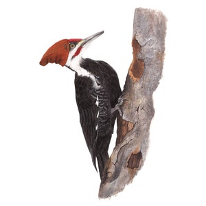 No.29 - &quot;Pileated Woodpecker with Slouch Beanie&quot; - high-quality 8x10&quot; giclée fine art print, signed by artist