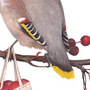 May include: A gray and yellow bird with red and black markings on its wings is perched on a branch. The bird is holding a small bag filled with red berries. The bag is hanging from the branch.