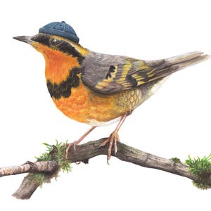 Puede incluir: Ilustración en acuarela de un pájaro posado en una rama. El pájaro lleva un gorro azul y tiene plumas naranjas, amarillas, negras y grises. La rama es marrón con musgo verde.