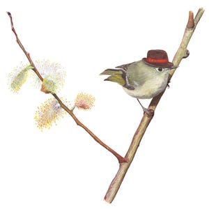 Op de afbeelding: Waterverfillustratie van een kleine vogel met een bruine hoed op een tak. De vogel heeft groene en witte veren. De tak heeft gele en witte bloemen.