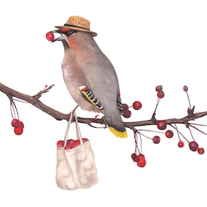 May include: A Bohemian Waxwing bird wearing a straw hat perched on a branch with red berries. The bird is holding a red berry in its beak and has a small bag of red berries hanging from its foot.