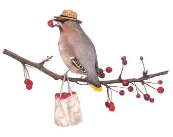 May include: A Bohemian Waxwing bird wearing a straw hat perched on a branch with red berries. The bird is holding a red berry in its beak and has a small bag of red berries hanging from its foot.