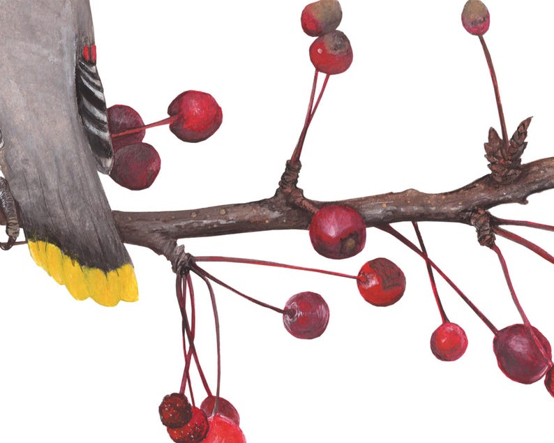 May include: A gray and yellow bird perched on a branch with red berries. The bird has a yellow breast and a gray head. The branch is brown and has many red berries hanging from it.