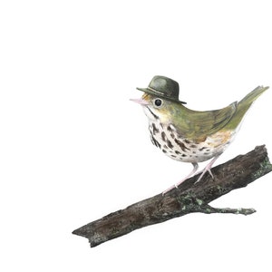 No.22 Ovenbird with Stetson Explorer high-quality 8x10 giclée fine art print, signed by artist image 1