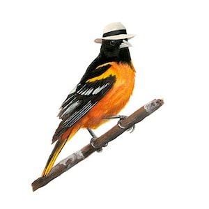 No.7 - "Baltimore Oriole with Panama" - high-quality 8x10" giclée fine art print, signed by artist