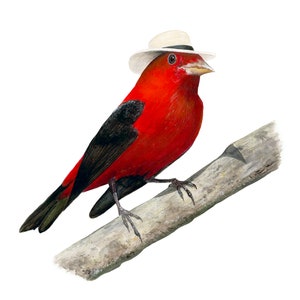 No.21 - "Scarlet Tanager with Planter Panama" - high-quality 8x10" giclée fine art print, signed by artist