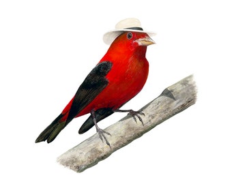 May include: A red and black bird wearing a white hat perched on a branch.