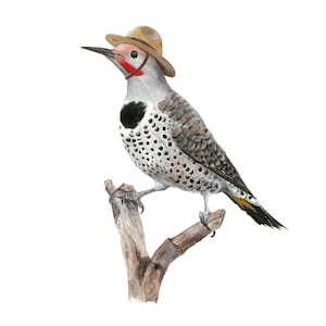 Gravura nº 13 - "Papa-lume-do-norte com guarda florestal"