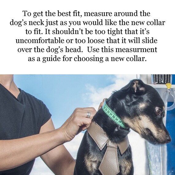 are-leather-collars-uncomfortable-for-dogs