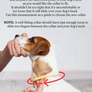 May include: A person is measuring a dog's neck with a tape measure. The text on the image reads "How To Measure For A New Collar" and "For the BEST FIT USE A FLEXIBLE TAPE MEASURE and measure the narrowest point of your dog's neck as you would like the collar to fit. It shouldn't be too tight that it's uncomfortable or too loose that it will slide over your dog's head. Use this measurement as a guide to choose the new collar. NOTE: A well fitting collar should leave just enough room to slide two fingers between the collar and your dog's neck."