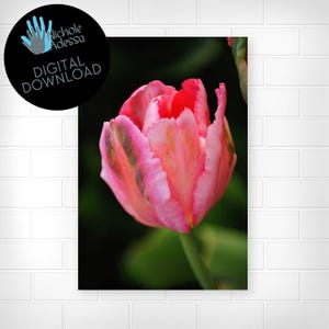 Pink Tulip Digital Download / Floral Decor