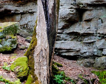 Nature Art - Photo Print - Rustic Wall Art