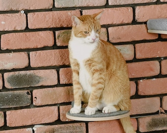 Escada de escalada para gatos montada na parede: escada de madeira de faia