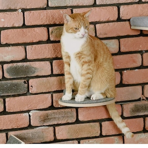 Può includere: Un gatto rosso e bianco è seduto su un posatoio rotondo e grigio per gatti attaccato a un muro di mattoni. Il posatoio è in legno e ha una superficie grigia testurizzata.