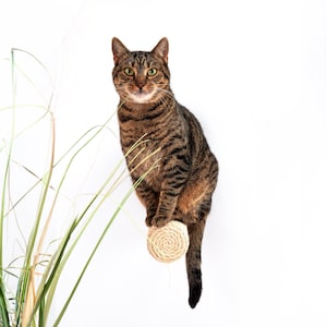 Puede incluir: Un gato atigrado con ojos verdes se sienta en un rascador de sisal. El gato está mirando directamente a la cámara. El rascador está hecho de cuerda de sisal natural y está fijado a una pared blanca.