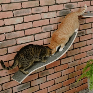 Può includere: Due gatti su una mensola da parete per gatti. Uno è tigrato arancione, l'altro tigrato marrone. La mensola è grigia e curva, montata su un muro di mattoni rossi. Una pianta verde è nell'angolo in basso a destra.