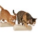 see more listings in the Cat Climbing Steps section