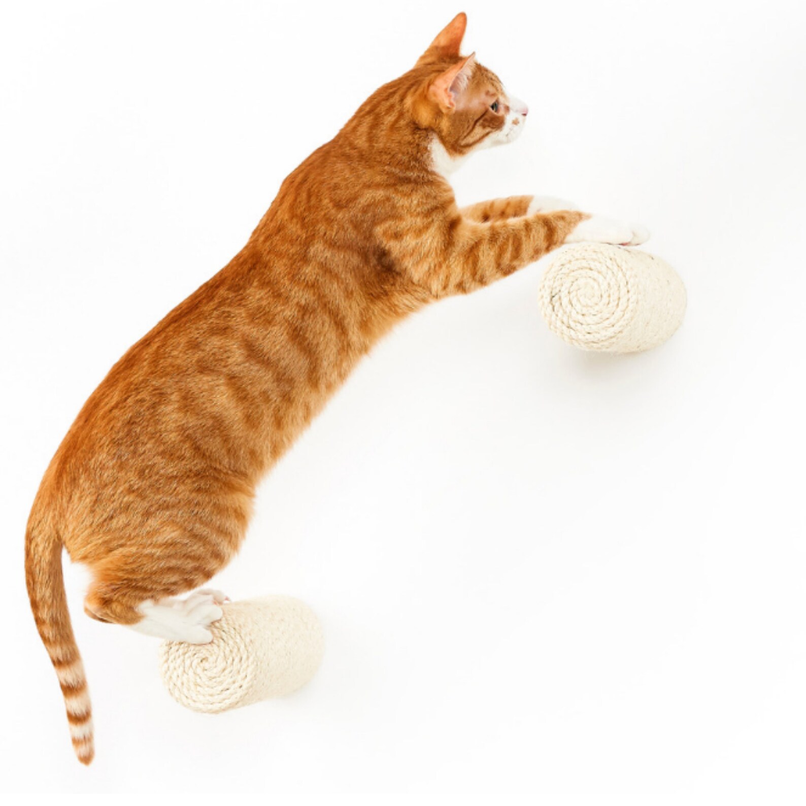 Cat Shelf and Climbing Steps Cat Wall Furniture Cat Etsy