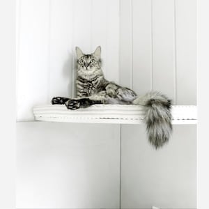Può includere: Un gatto tabby grigio e bianco con pelo lungo è seduto su uno scaffale bianco con un bordo decorativo. Il gatto sta guardando in alto e ha la coda che pende.