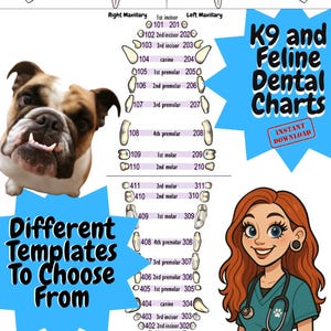 Veterinary Dental Chart Digital Download | Canine Feline Anatomy with Tooth Numbers, Abbreviation Key, Regional Nerve Blocks & Notes Section