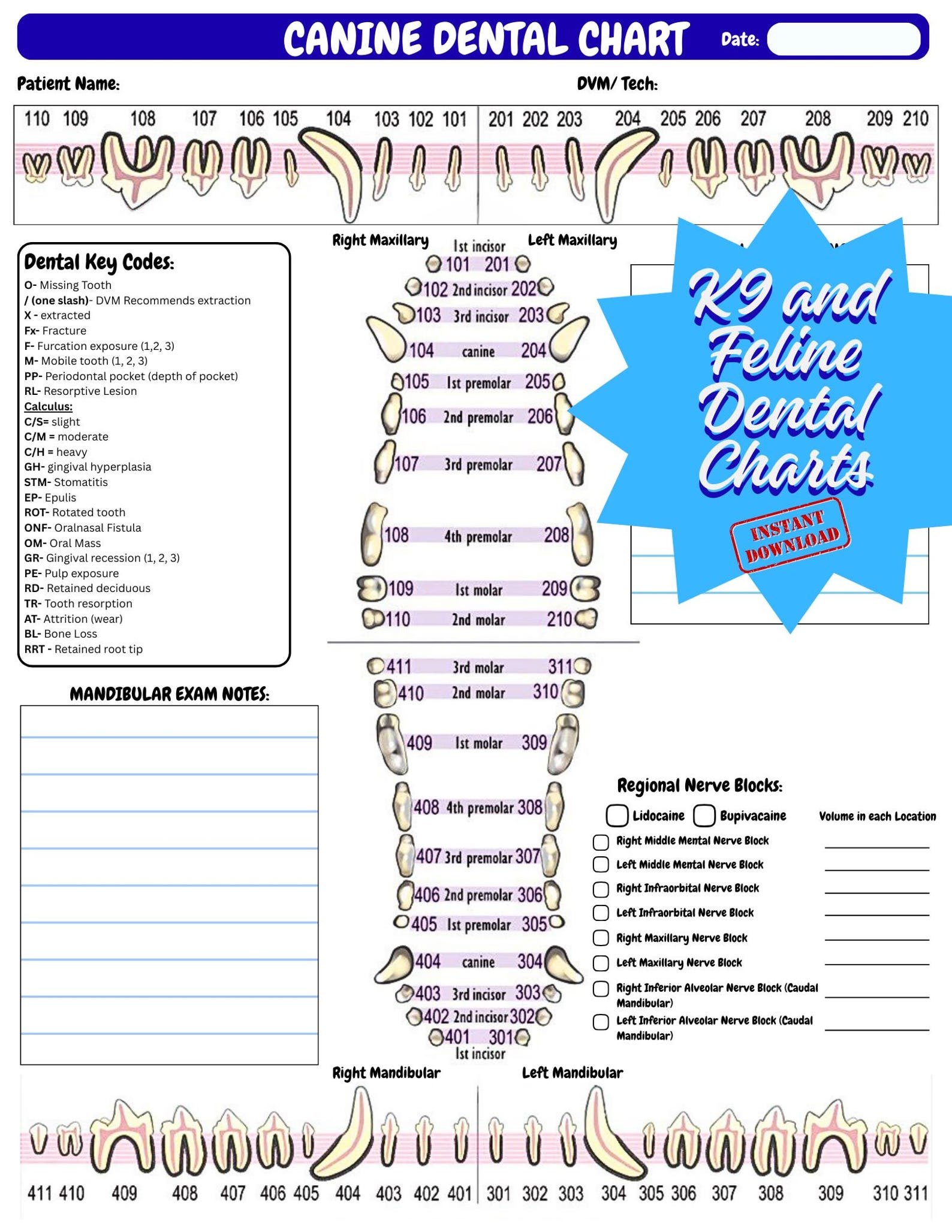 Veterinary Dental Chart Digital Download Canine Feline Anatomy With — free download