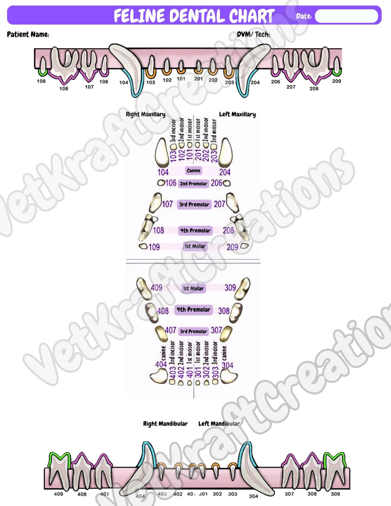 Veterinary Dental Chart Digital Download | Canine Feline Anatomy With ...