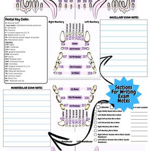 Veterinary Dental Chart Digital Download | Canine Feline Anatomy With ...