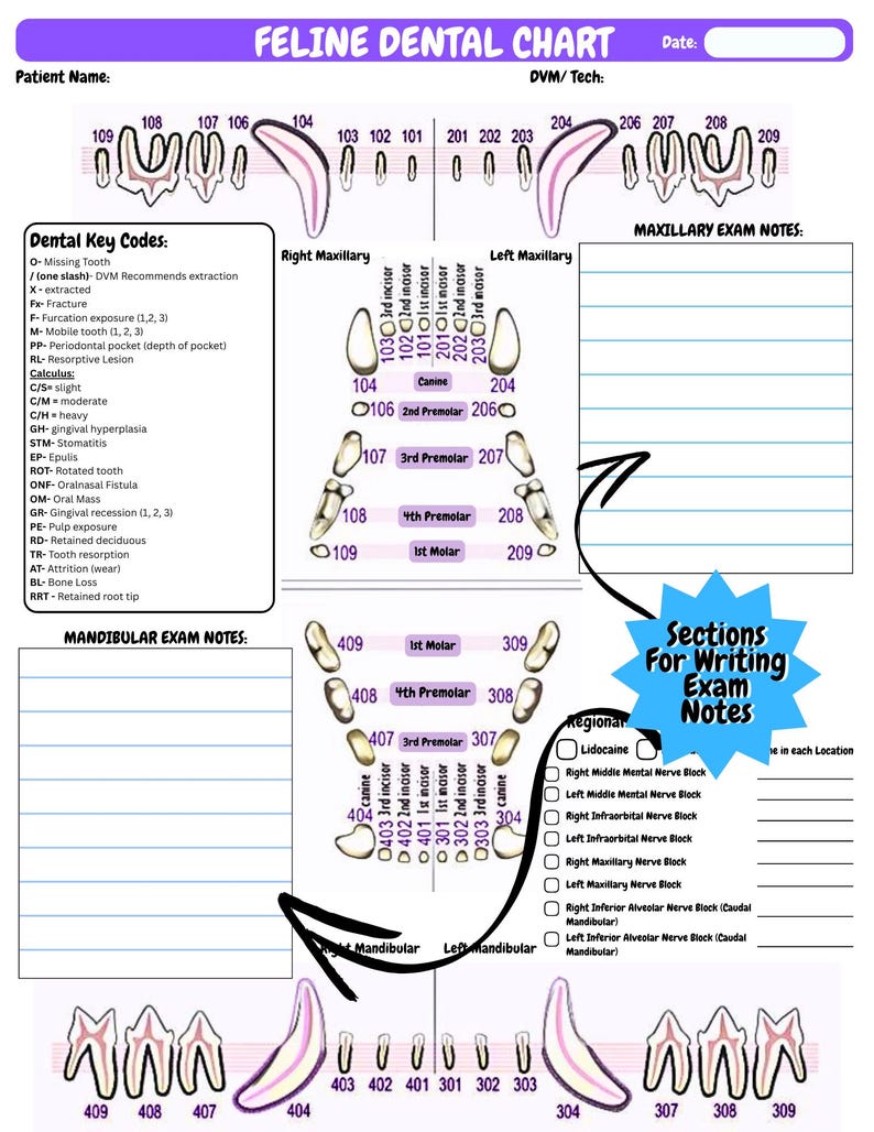 Veterinary Dental Chart Digital Download | Canine Feline Anatomy With ...