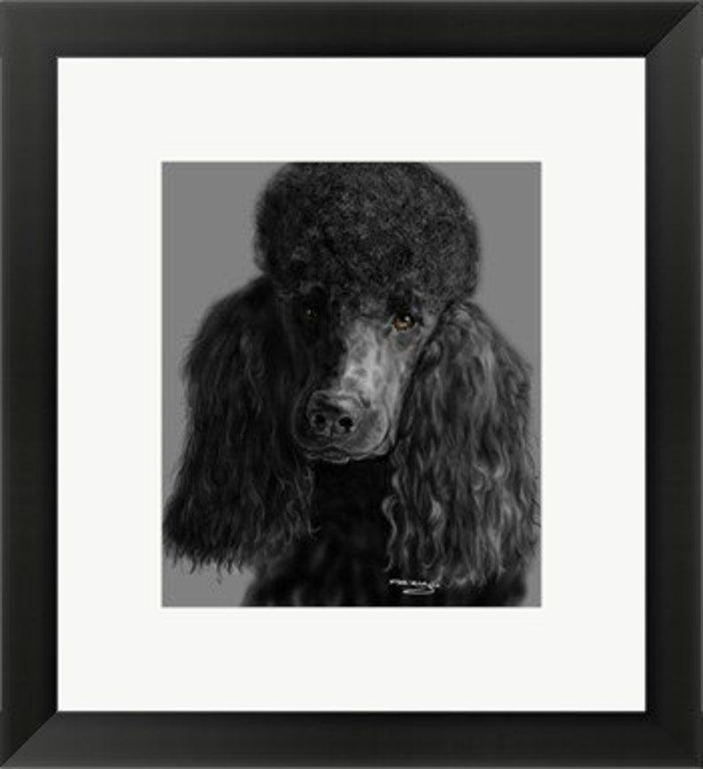 Framed Print Black poodle