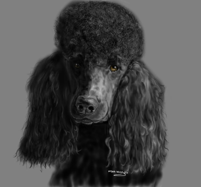 Framed Print Black poodle