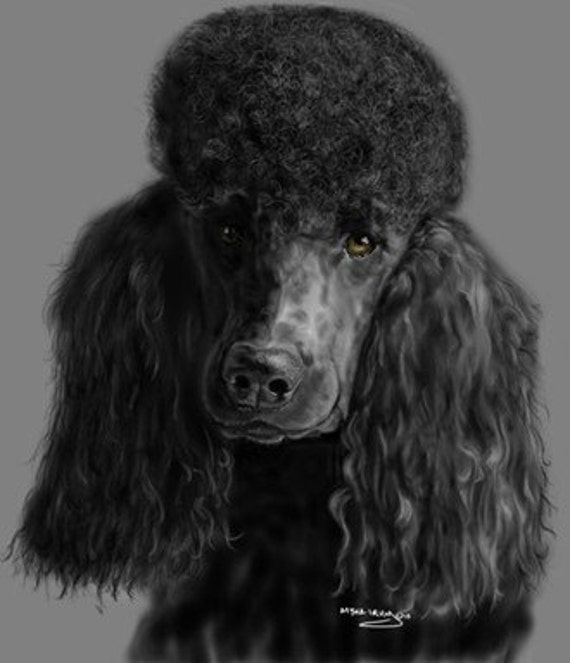 Black poodle: Print
