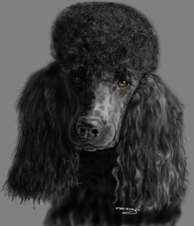 May include: A black standard poodle with a fluffy coat and a serious expression. The dog has a black nose and brown eyes.