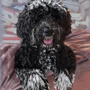 May include: A black and white dog with curly fur is sitting on a brown couch. The dog has a pink tongue sticking out and is looking at the camera.