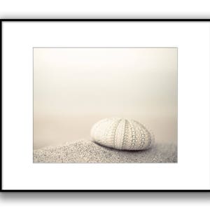 May include: A white sea urchin shell on a sandy beach with a soft, blurred background.