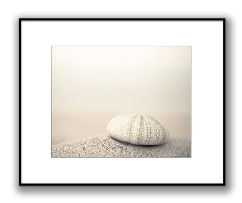 May include: A white sea urchin shell on a sandy beach with a soft, blurred background.