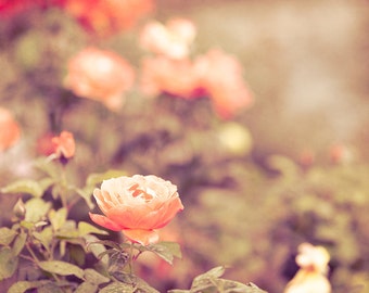 Flower Photography, Nature Print, Coral Wall Decor, Garden, Orange, Rose Photo, Large Nature Wall Art, Traditional Wall Decor, Floral Art